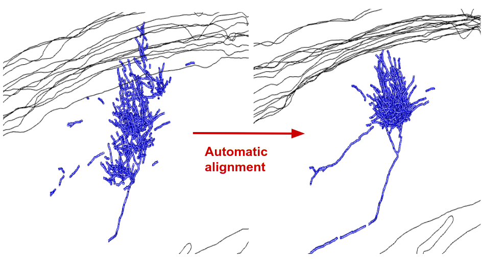 Step 1 applied to a mouse thalamocortical neuron